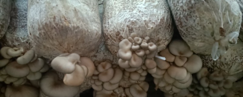 平菇菌包怎么种植，每天要对菌包两头喷水