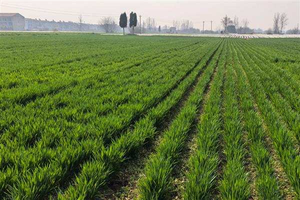 春小麦的生长周期多久，约100天左右