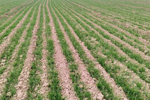 春小麦的生长周期多久，约100天左右