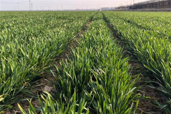 春小麦的生长周期多久，约100天左右