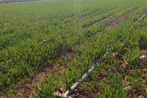 春小麦的生长周期多久，约100天左右