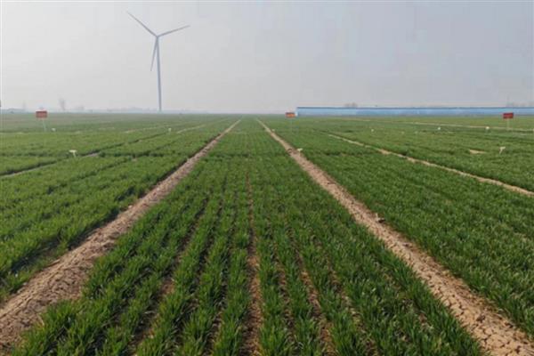 春小麦的生长周期多久，约100天左右