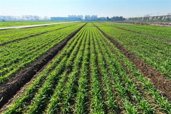 春小麦的生长周期多久，约100天左右