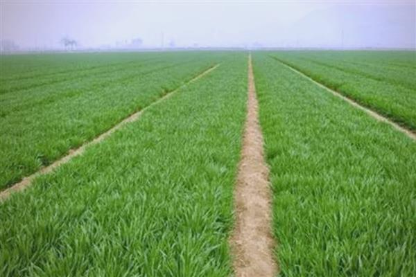 春小麦的生长周期多久，约100天左右