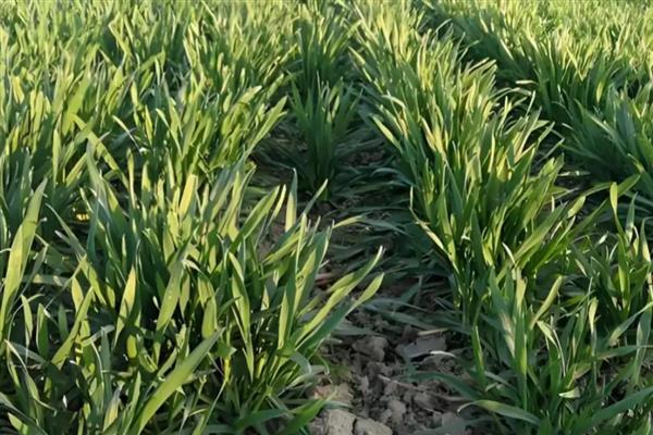 春小麦的生长周期多久，约100天左右