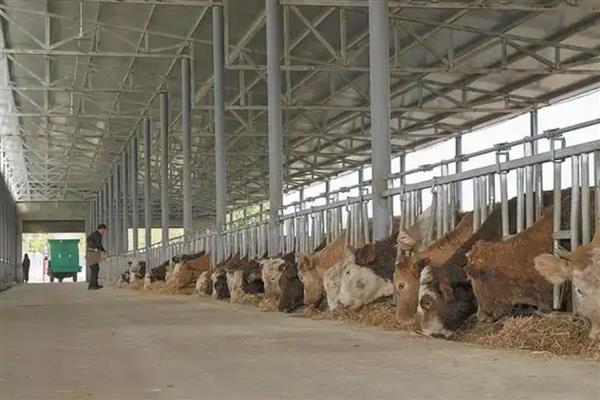 给牛喂青储的方法,根据牛的品种、年龄等而定