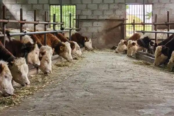 给牛喂青储的方法,根据牛的品种、年龄等而定