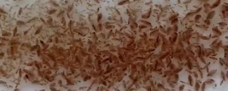 水蚤对鱼有没有害，基本没有什么害处
