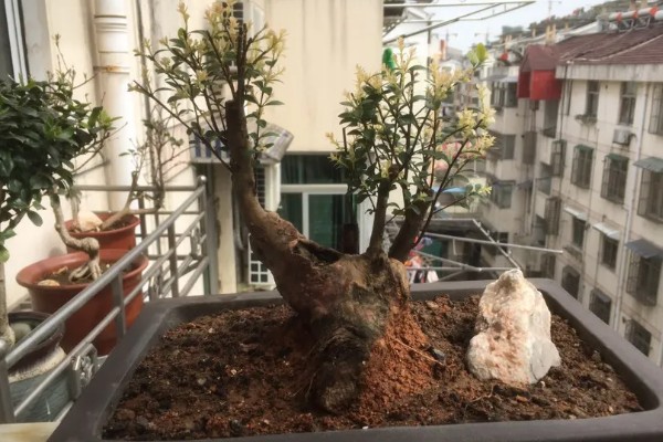 小叶赤楠叶子干枯脱落会不会死亡,浇水保湿可以救活