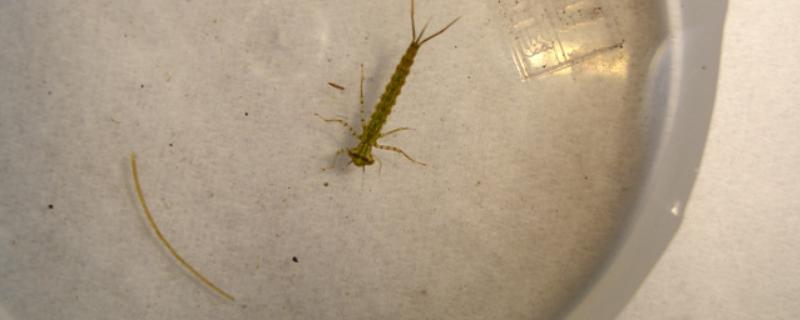 蜻蜓幼虫可以在水下生活多久，普通种类约1-3年