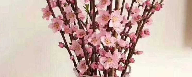 水插桃花枝能不能开花，带有花蕾的花枝可以开放