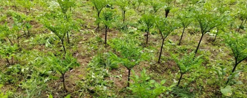 魔芋怎么种植，栽种种芋后可覆盖地膜