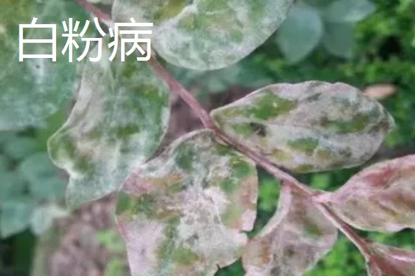 金银花的病害及防治,常见的有白粉病、叶斑病等