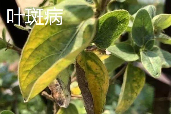 金银花的病害及防治,常见的有白粉病、叶斑病等