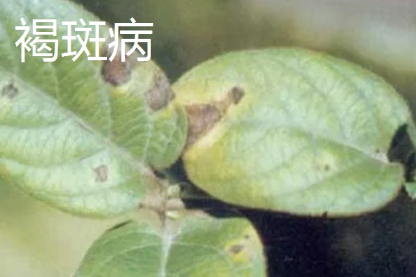 金银花的病害及防治,常见的有白粉病、叶斑病等