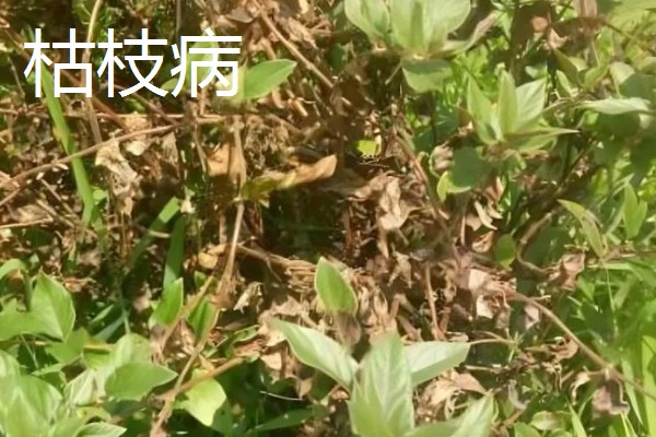 金银花的病害及防治,常见的有白粉病、叶斑病等