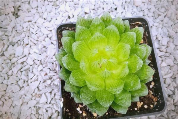 百合科多肉有什么品种，圆头玉露、姬玉露等品种很常见