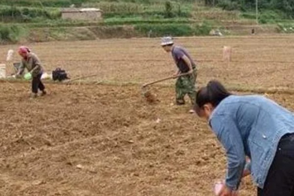 种植马齿菜的前景,目前来看前景可观