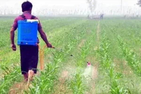玉米矮壮素打了几个小时下雨没事，5小时后便没事