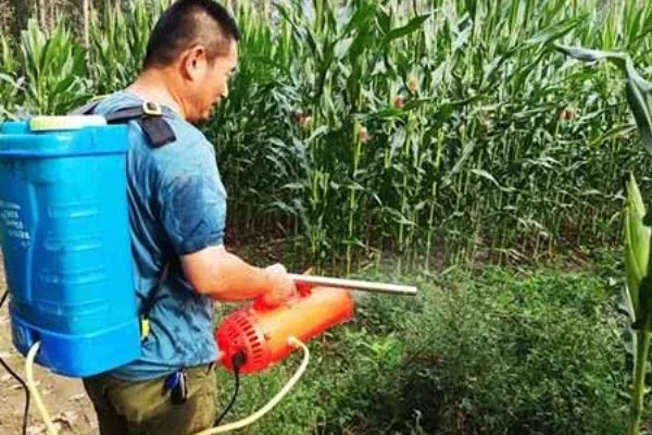 玉米矮壮素打了几个小时下雨没事，5小时后便没事