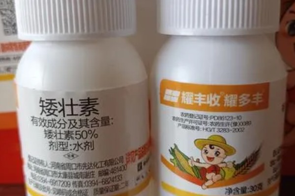 玉米矮壮素打了几个小时下雨没事，5小时后便没事