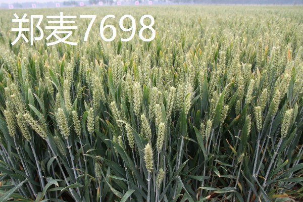 春性高产小麦品种有哪些，有新麦208、郑麦7698等