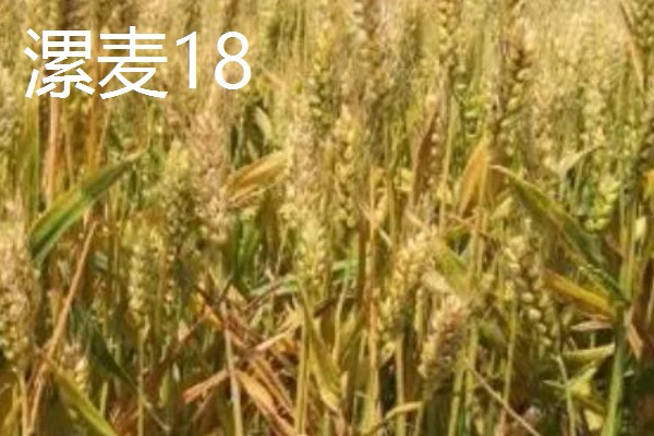 春性高产小麦品种有哪些，有新麦208、郑麦7698等