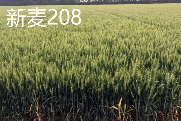 春性高产小麦品种有哪些，有新麦208、郑麦7698等