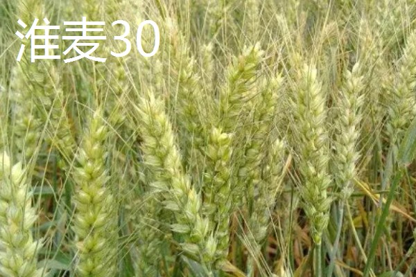 春性高产小麦品种有哪些，有新麦208、郑麦7698等