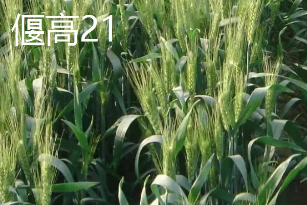 春性高产小麦品种有哪些，有新麦208、郑麦7698等