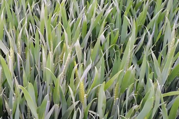 春性高产小麦品种有哪些，有新麦208、郑麦7698等