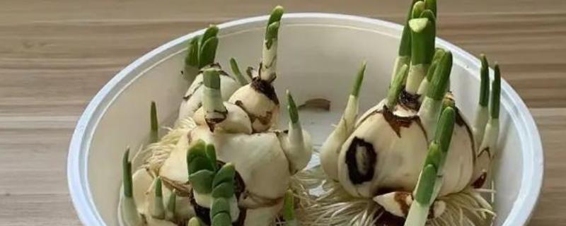 水仙花的水培养殖方法，刚栽培时需每隔2天换水一次