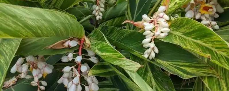 姜花怎么施肥，刚种植时施腐熟的有机肥