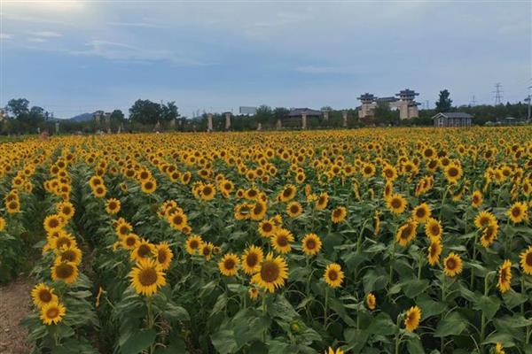 向阳花有什么花语,代表信仰光辉、忠诚爱慕等含义