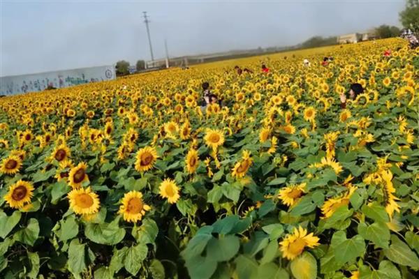 向阳花有什么花语,代表信仰光辉、忠诚爱慕等含义