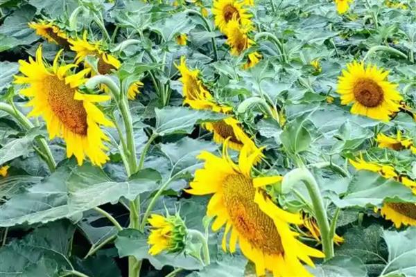 向阳花有什么花语,代表信仰光辉、忠诚爱慕等含义