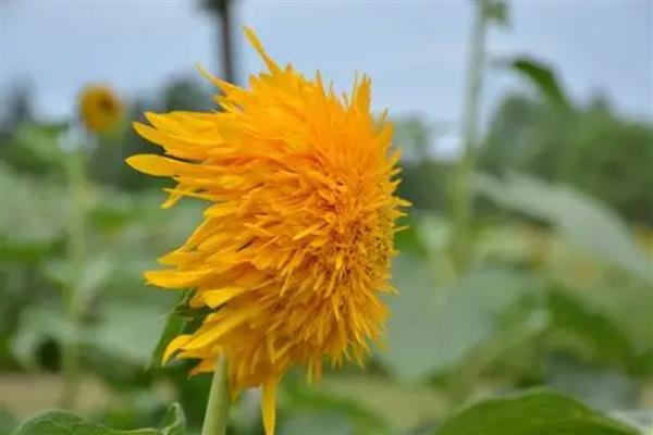 向阳花有什么花语,代表信仰光辉、忠诚爱慕等含义