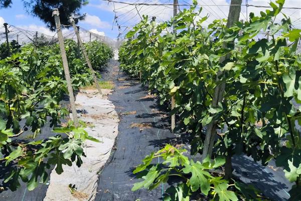 无花果的种植时间,在3-4月份种植可提高成活率