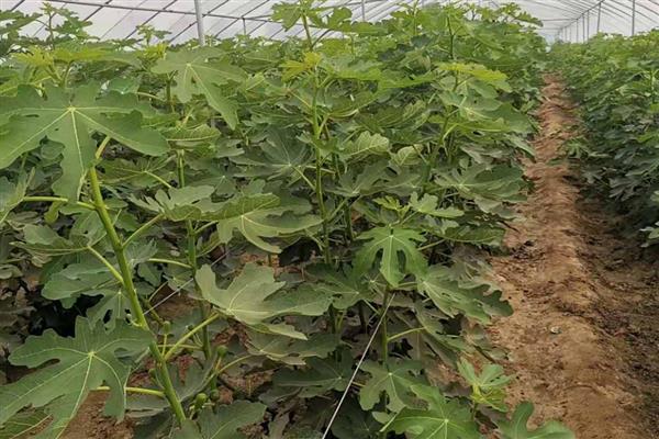 无花果的种植时间,在3-4月份种植可提高成活率