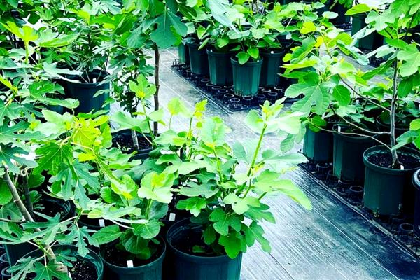 无花果的种植时间,在3-4月份种植可提高成活率