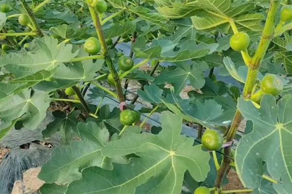 无花果的种植时间,在3-4月份种植可提高成活率