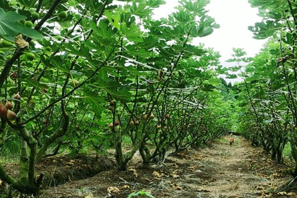 无花果的种植时间,在3-4月份种植可提高成活率