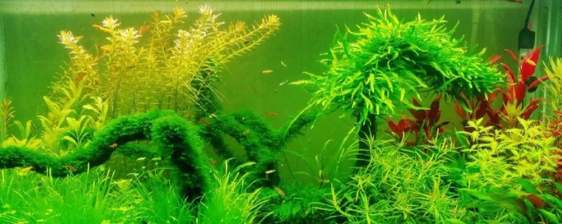 怎么养好水草，每隔7-10天换一次水
