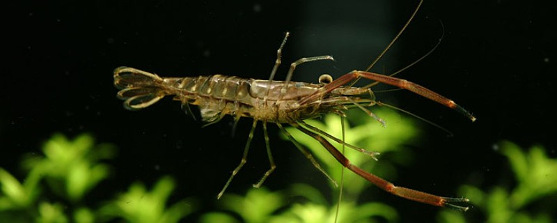 有哪些淡水虾，有日本沼虾、青虾等