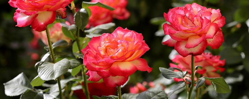 什么花香味浓还可以四季开，有月季花、米兰花等