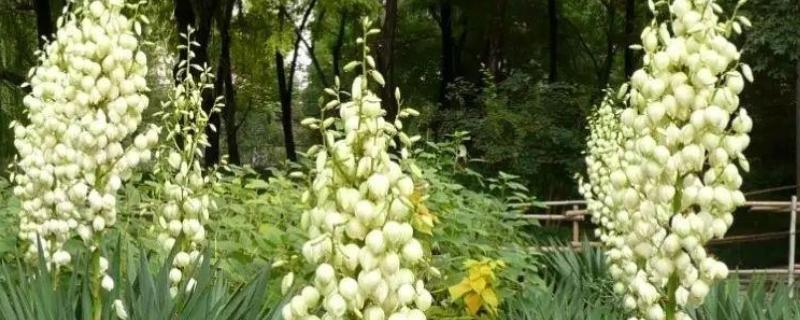 凤尾兰开花的寓意是什么，寓意希望、永不言弃等