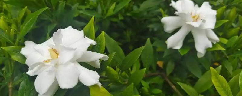 栀子花的养殖方式，喜欢阳光充足的环境