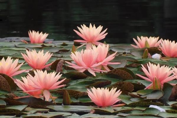 睡莲的花语,寓意纯真、圣洁等