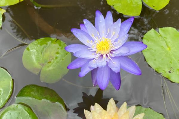 睡莲的花语,寓意纯真、圣洁等