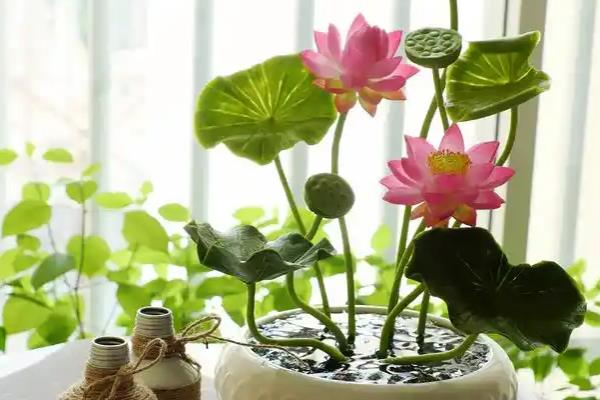 睡莲的花语,寓意纯真、圣洁等
